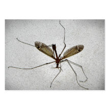 Crane Fly ATC Business Card Template