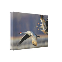 crane stretched canvas prints