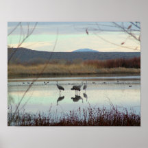 Cranes at Bosque del Apache Posters