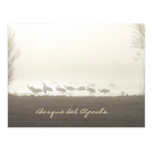 Cranes in the mist Bosque del Apache Postcard