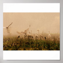 Cranes in the Mist Posters