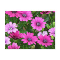Cranesbill Geranium (Pink Flowers) Postcard
