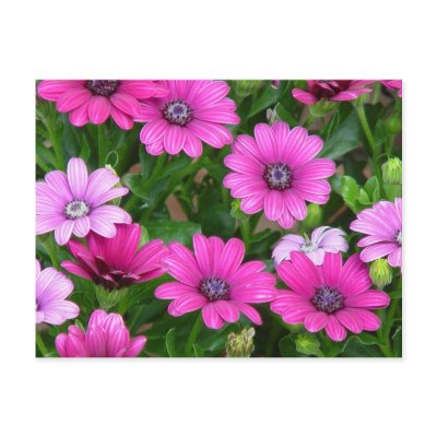 Cranesbill Geranium (Pink Flowers) Postcard by natures_edge