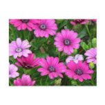 Cranesbill Geranium (Pink Flowers) Postcard