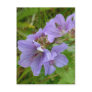 Cranesbill Geraniums, Unalaska Island Postcard