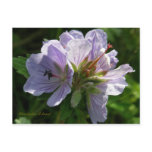 Cranesbill Geraniums, Unalaska Island