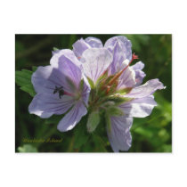 Cranesbill Geraniums, Unalaska Island