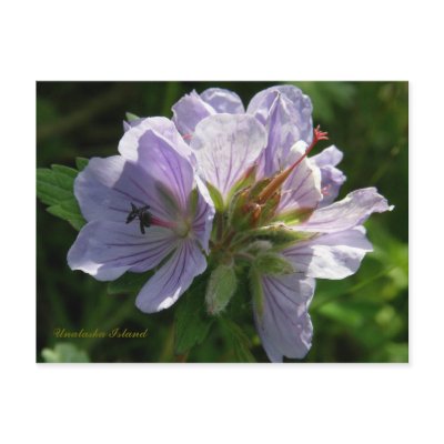 Cranesbill Geraniums, Unalaska Island by mistlebee
