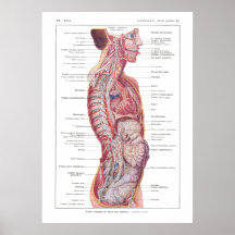 Cranial & Visceral Nerves Anatomy Poster French