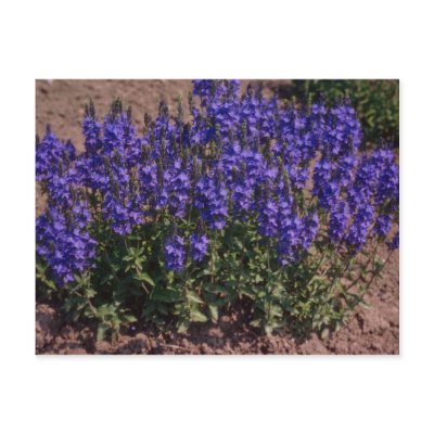 Crater Lake Blue, (Veronica) flowers Post Card by blueyellowtube