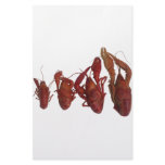 crawfish cell phone signal customized stationery