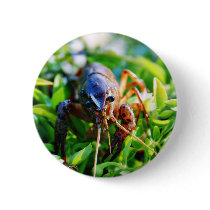 Crawfish Crawdads Crayfish Pinback Buttons