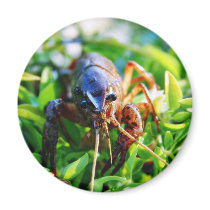 Crawfish Crawdads Crayfish Magnets
