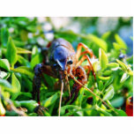 Crawfish Crawdads Crayfish Photo Sculptures