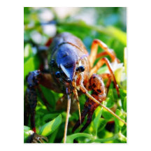 Crawfish Crawdads Crayfish Post Card
