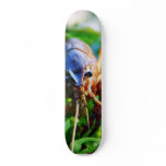 Crawfish Crawdads Crayfish Custom Skateboard
