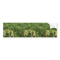 Crayfish Bumper Stickers