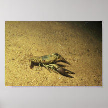 Crayfish Poster