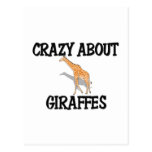 Crazy About Giraffes Postcards