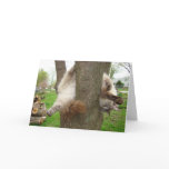 CRAZY CAT VALENTINES CARD