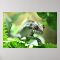 Crazy Chameleon Poster