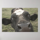 Crazy Cow posters
