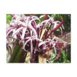Crazy Flower Postcard