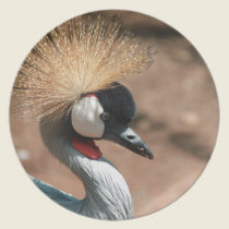 Crazy Hair Bird plates
