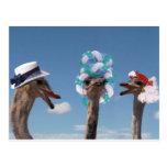 Crazy Hat Day at the Races Post Cards