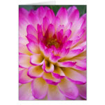 Crazy Love Dahlia Greeting Cards