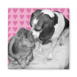 Crazy Love Magnets
