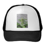 Crazy Weed Plant Trucker Hats