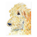 Cream Labradoodle #2 Postcard