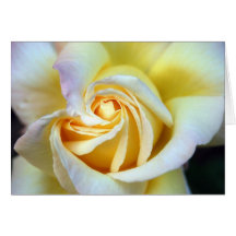 Cream Rose 1 Card