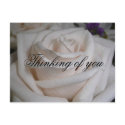 Cream Rose, Thinking of you postcards