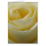 Cream White Bridal Rose Card