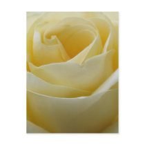 Cream white bridal rose postcard