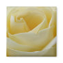Cream white rose magnet