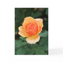 Creamy Orange Modern Rose