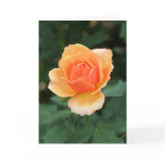Creamy Orange Modern Rose cards