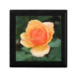 Creamy Orange Modern Rose
