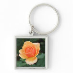 Creamy Orange Modern Rose