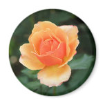 Creamy Orange Modern Rose