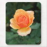 Creamy Orange Modern Rose