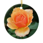 Creamy Orange Modern Rose