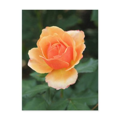 Creamy Orange Modern Rose by Bel_Giardino