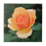 Creamy Orange Modern Rose