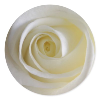 Creamy White Rose Stickers by teeboutique