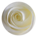 Creamy White Rose Stickers