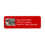 Creek Chub Pikie Redhead Jointed Lure Address labels